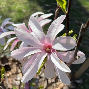 Meet your Posher, Dawn